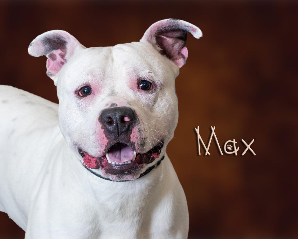 Max, ADOPTABLE, Adult Male Pit Bull Terrier.