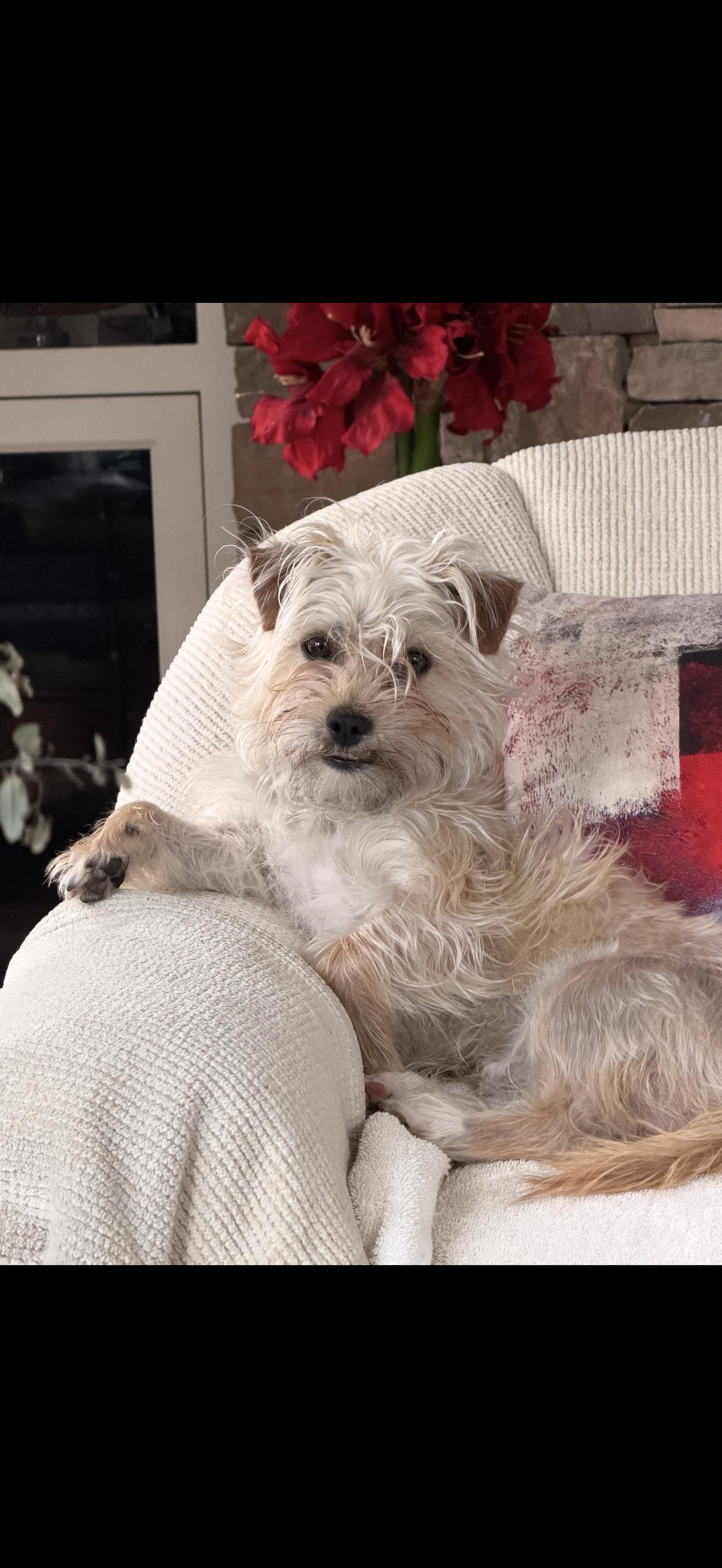 Teddy - The Sweet Boy , ADOPTABLE, Adult Male Maltese & Yorkshire Terrier.