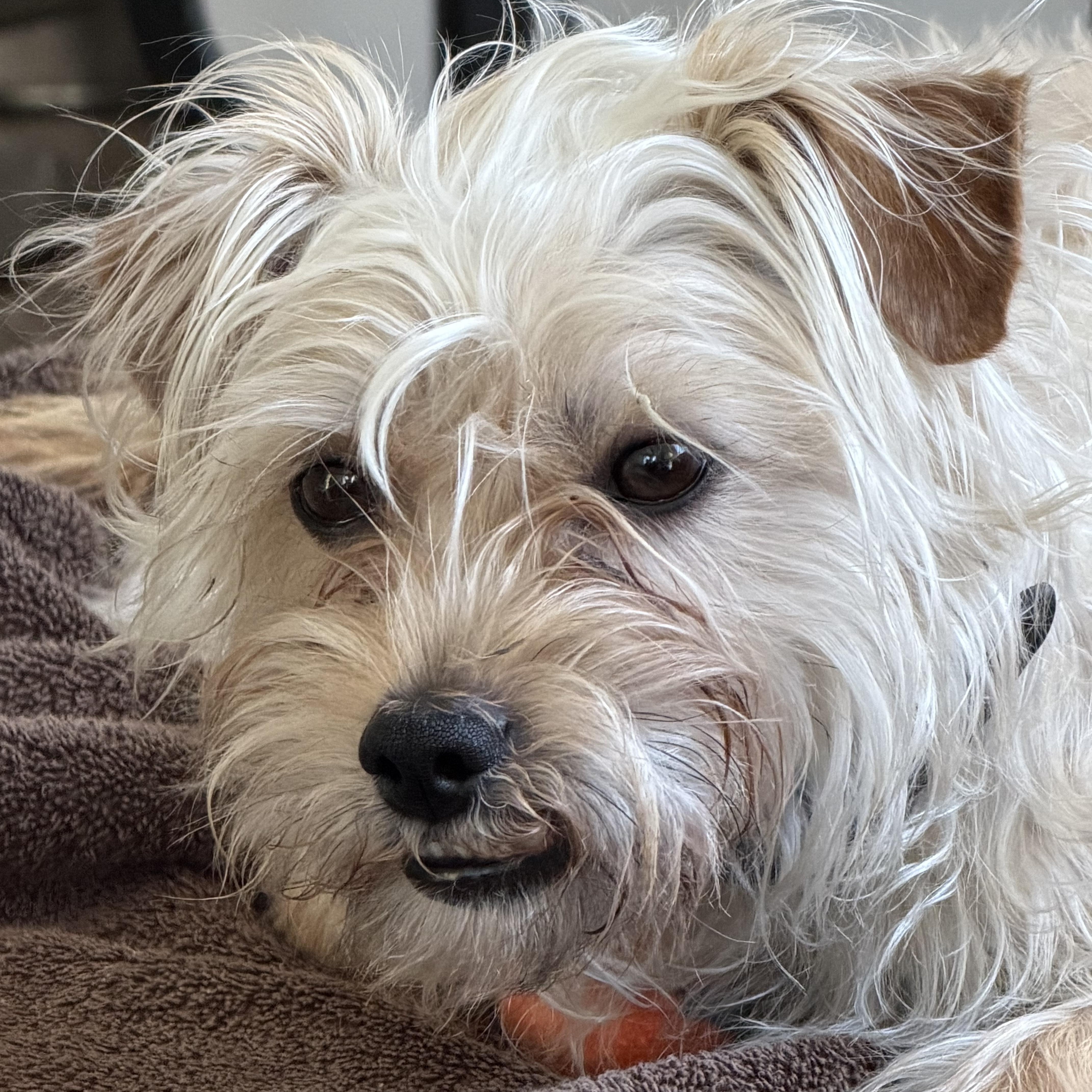 Enlarge Teddy - The Sweet Boy , a ADOPTABLE mixed breed in Anaheim, CA image 3/3