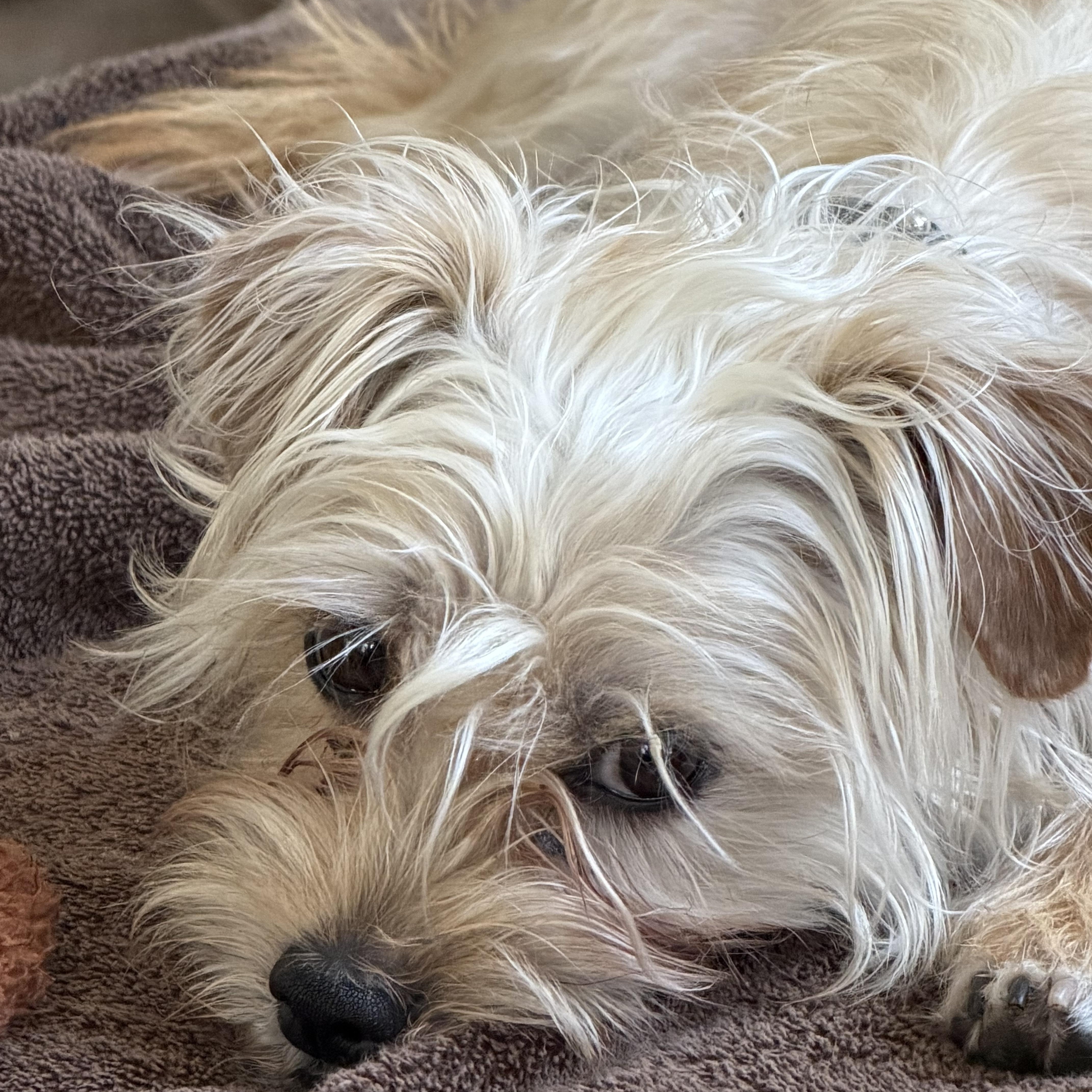 Enlarge Teddy - The Sweet Boy , a ADOPTABLE mixed breed in Anaheim, CA image 2/3