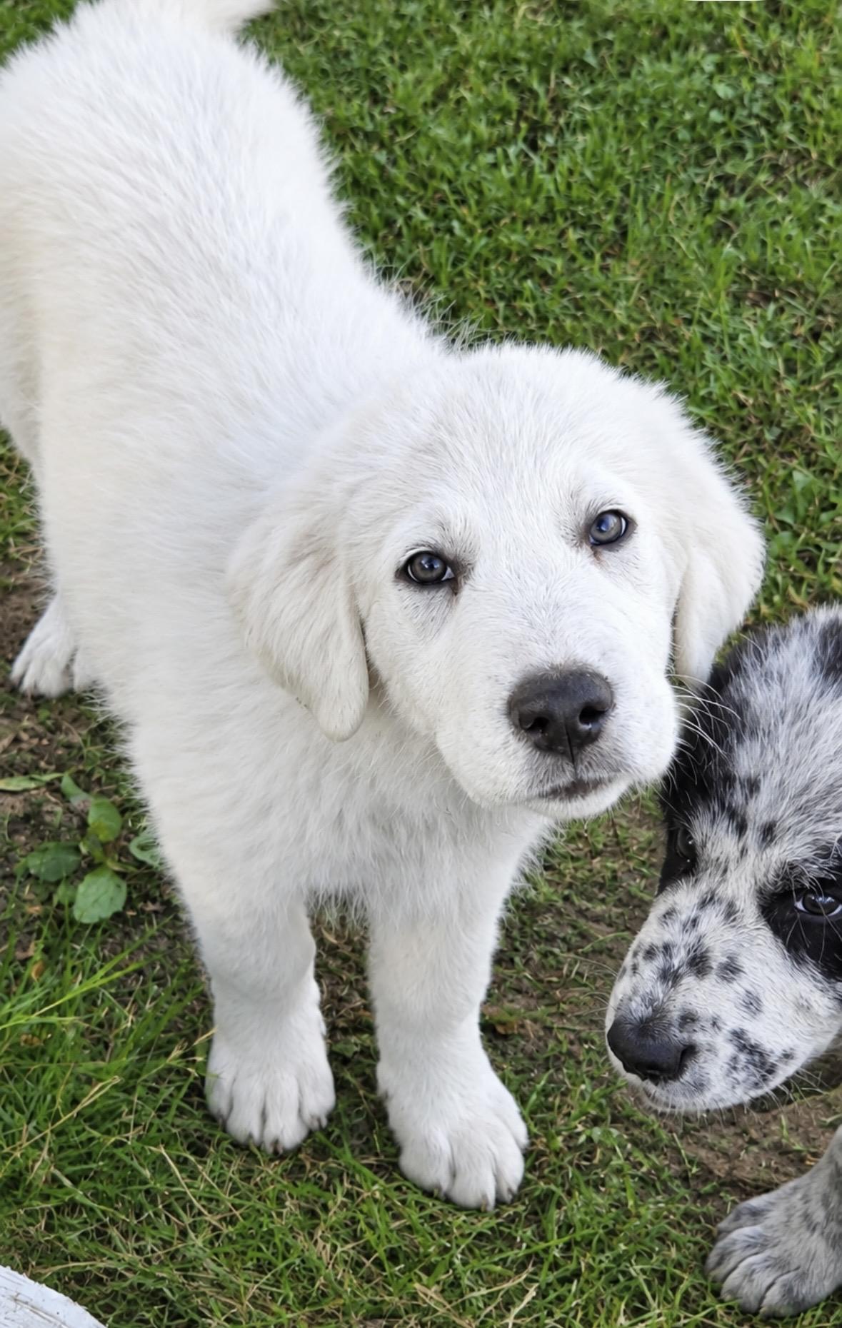 Panda, Adoptable, Puppy Female Great Pyrenees.