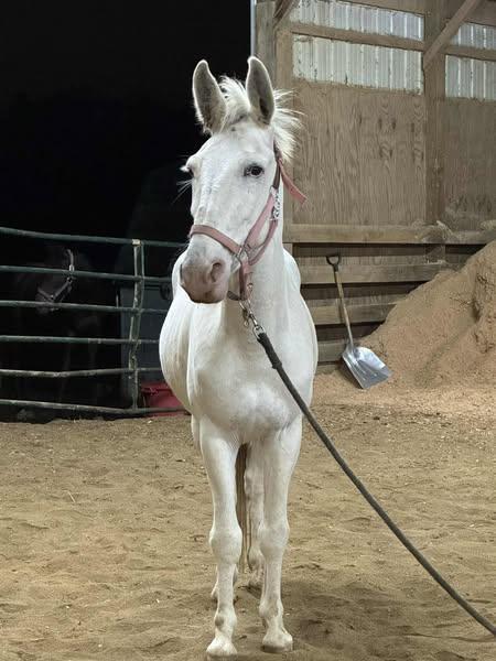 Enlarge Twain -, a Adoptable Mule in Huntington, WV image 3/4
