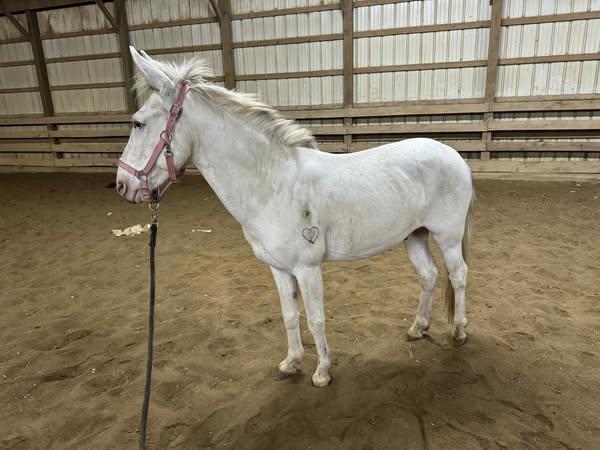 Enlarge Twain -, a Adoptable Mule in Huntington, WV image 4/4