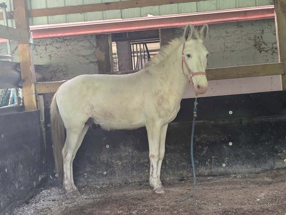 Enlarge Twain -, a Adoptable Mule in Huntington, WV image 1/4
