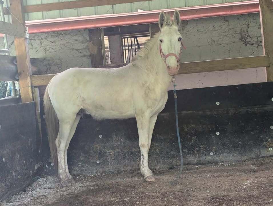 Enlarge Twain -, a Adoptable Mule in Huntington, WV image 2/4