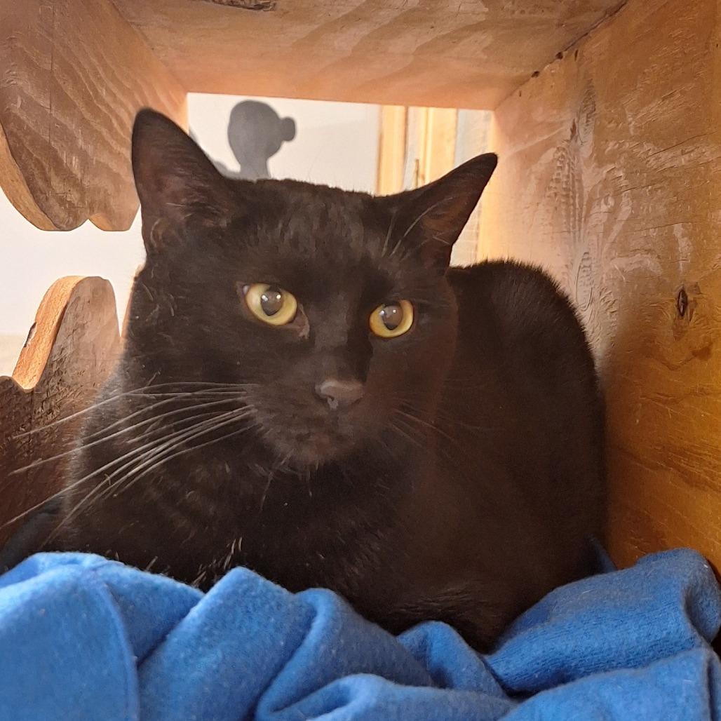 Midnight thumbnail 2