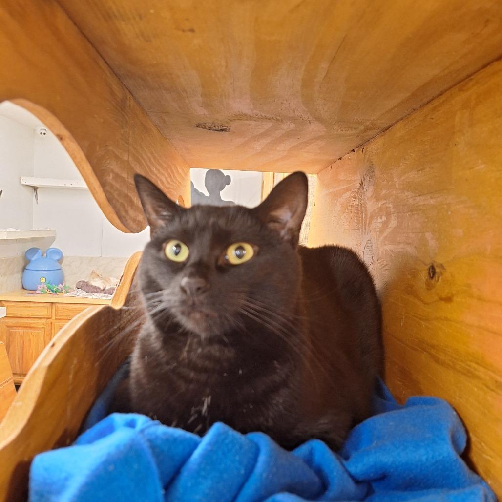 Midnight thumbnail 3