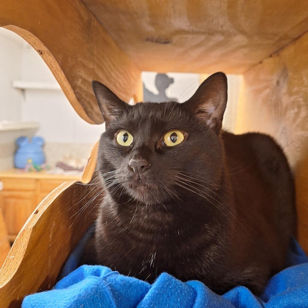 Midnight thumbnail 4