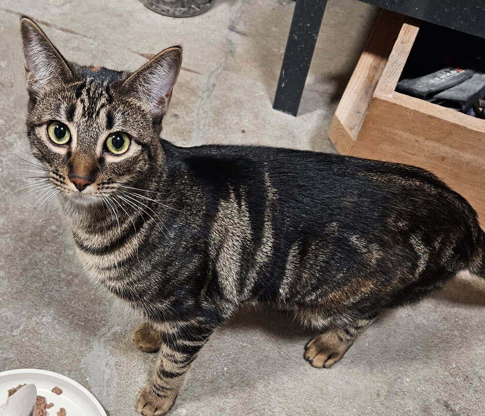 Zoe, Adoptable, Kitten Female Domestic Short Hair.