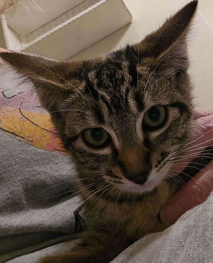 Enlarge Zoe, a Adoptable mixed breed in Portland, OR image 3/3