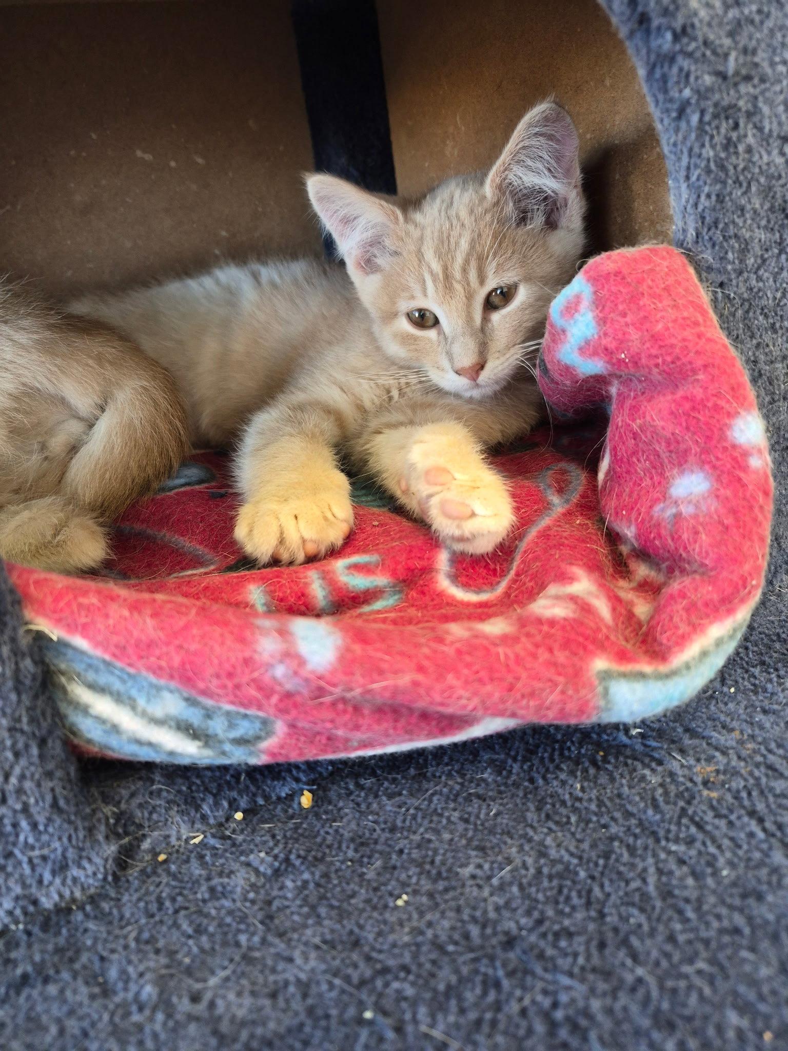 C300 Litter Biscuit, Adopted, Kitten Male Domestic Medium Hair.