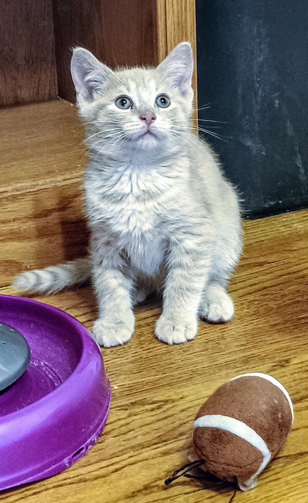C300 Litter Biscuit, a Adopted Domestic Medium Hair in Livonia, MI image 2/3