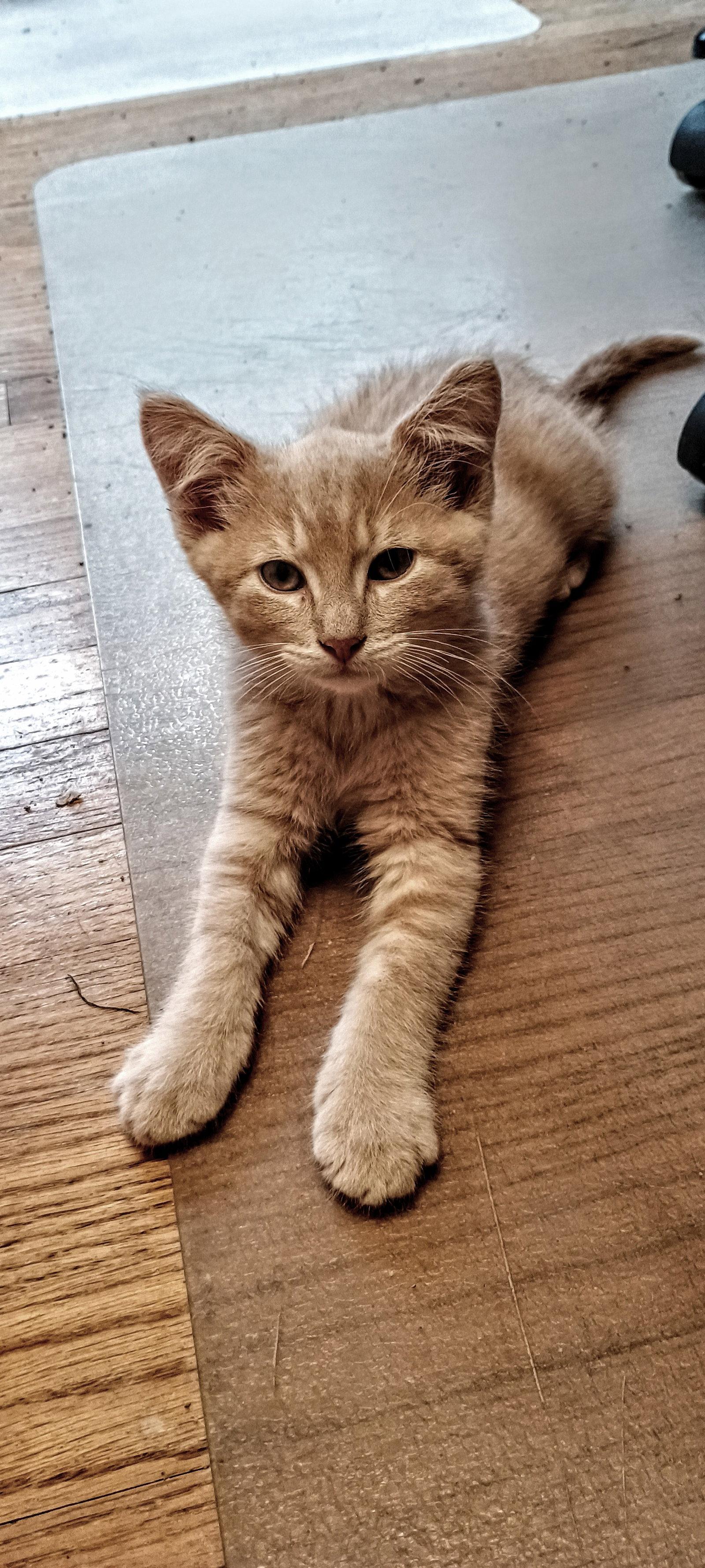 C300 Litter Biscuit, a Adopted Domestic Medium Hair in Livonia, MI image 3/3