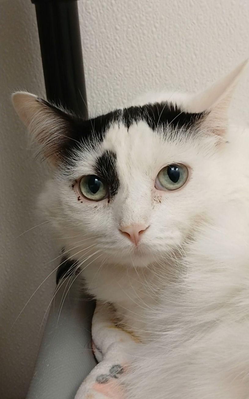 Enlarge Kira, a Adoptable Domestic Medium Hair in Bay City, MI image 1/1