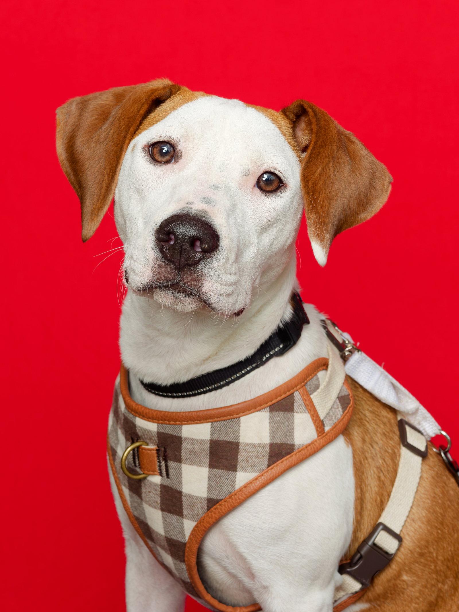 Enlarge Janey, a Adopted Hound in Spotsylvania, VA image 3/3
