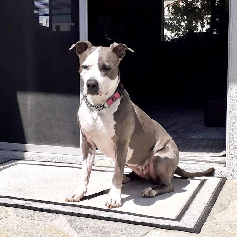 Peggy, Adoptable, Adult Female American Staffordshire Terrier.