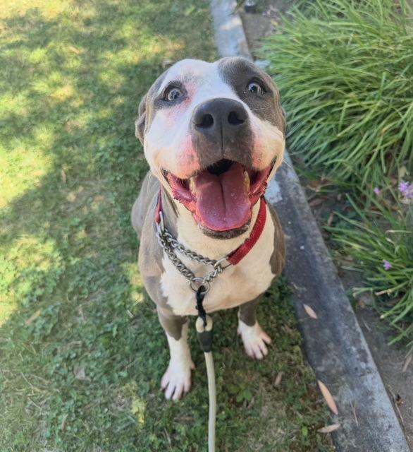 Enlarge Peggy, a Adoptable American Staffordshire Terrier in San Juan Capistrano, CA image 2/3