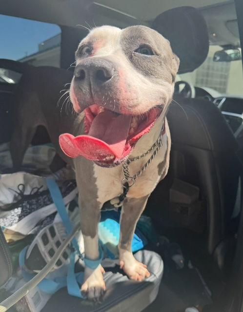 Enlarge Peggy, a Adoptable American Staffordshire Terrier in San Juan Capistrano, CA image 3/3