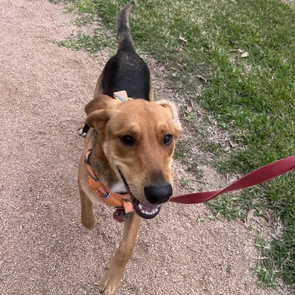 Enlarge Dodge, a Adoptable mixed breed in Beaumont, TX image 1/6