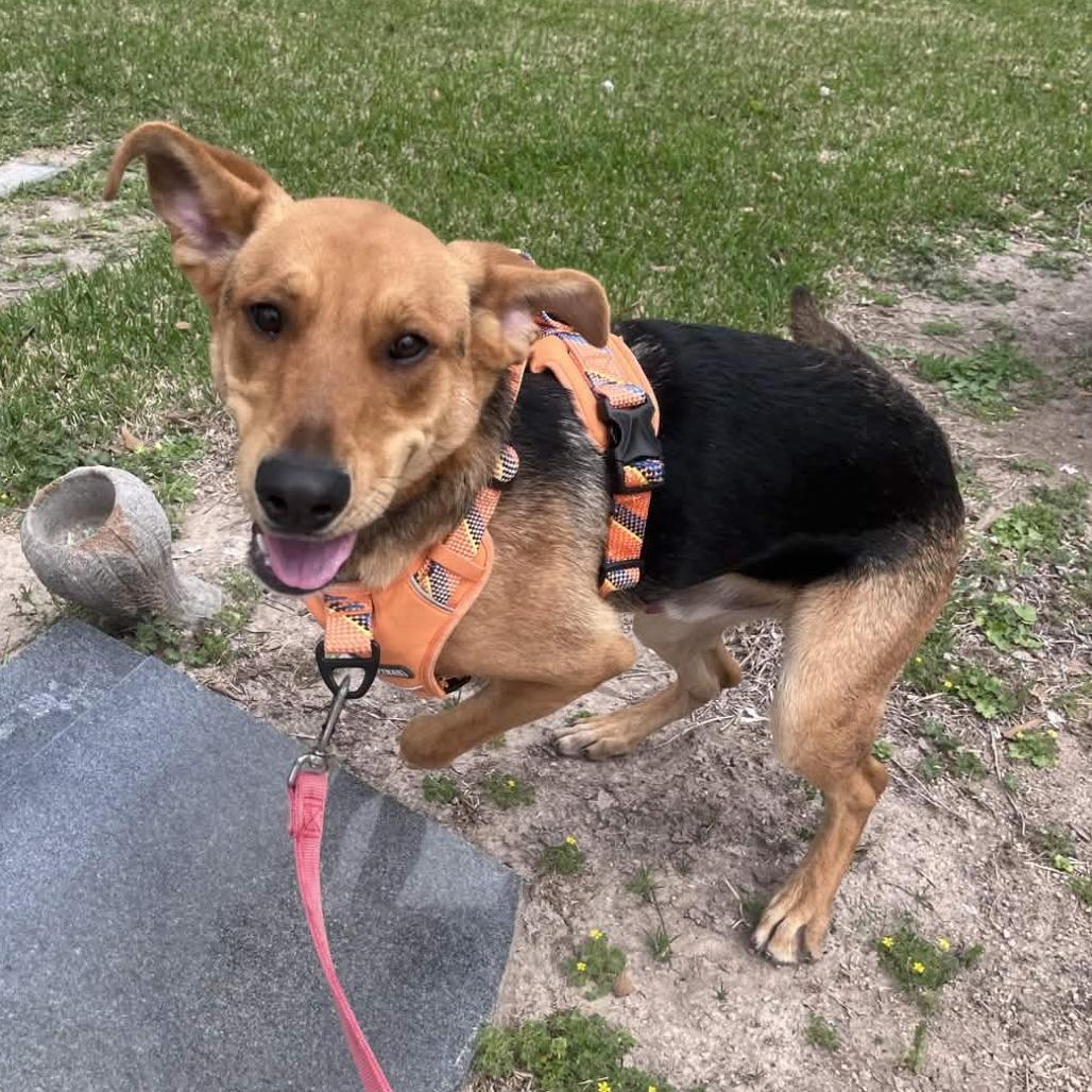 Enlarge Dodge, a Adoptable mixed breed in Beaumont, TX image 2/6