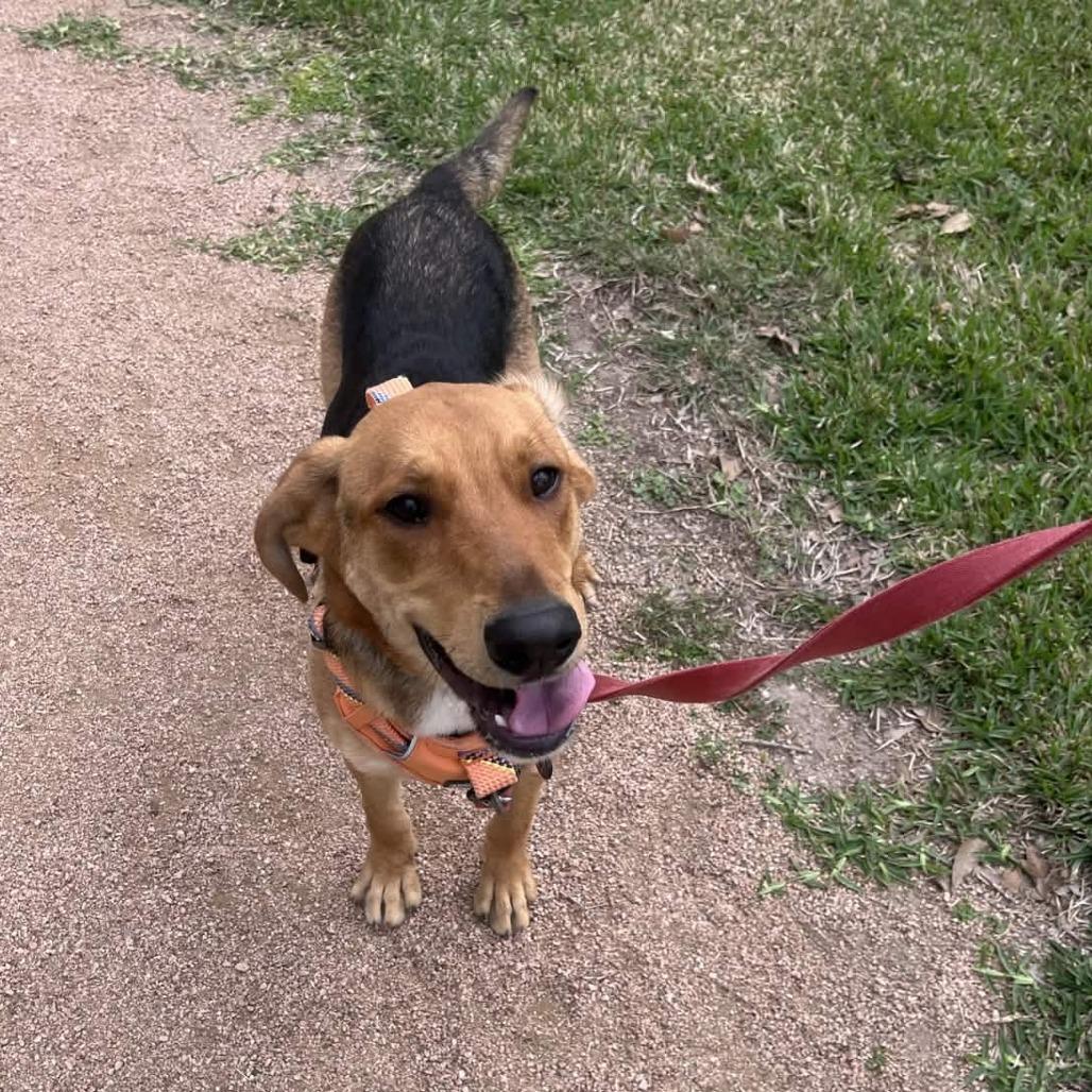 Enlarge Dodge, a Adoptable mixed breed in Beaumont, TX image 3/6