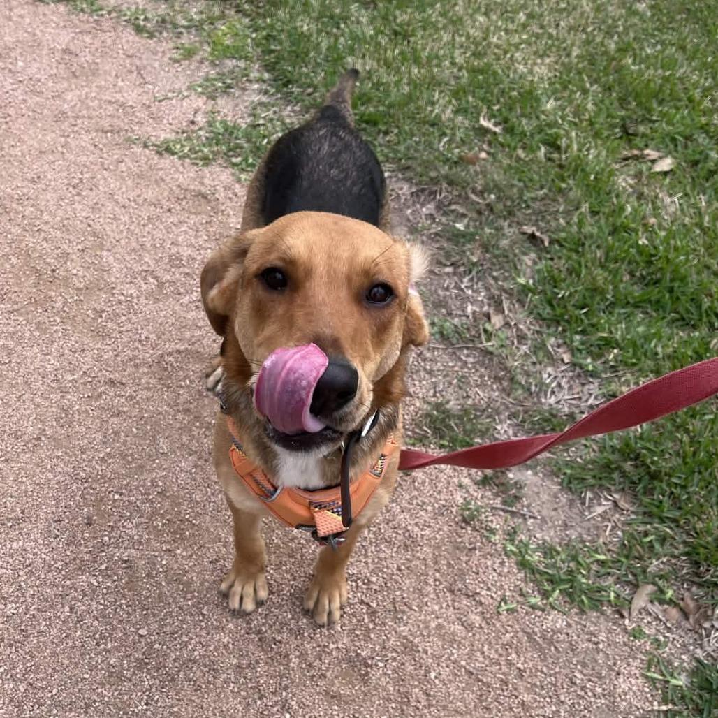 Enlarge Dodge, a Adoptable mixed breed in Beaumont, TX image 4/6