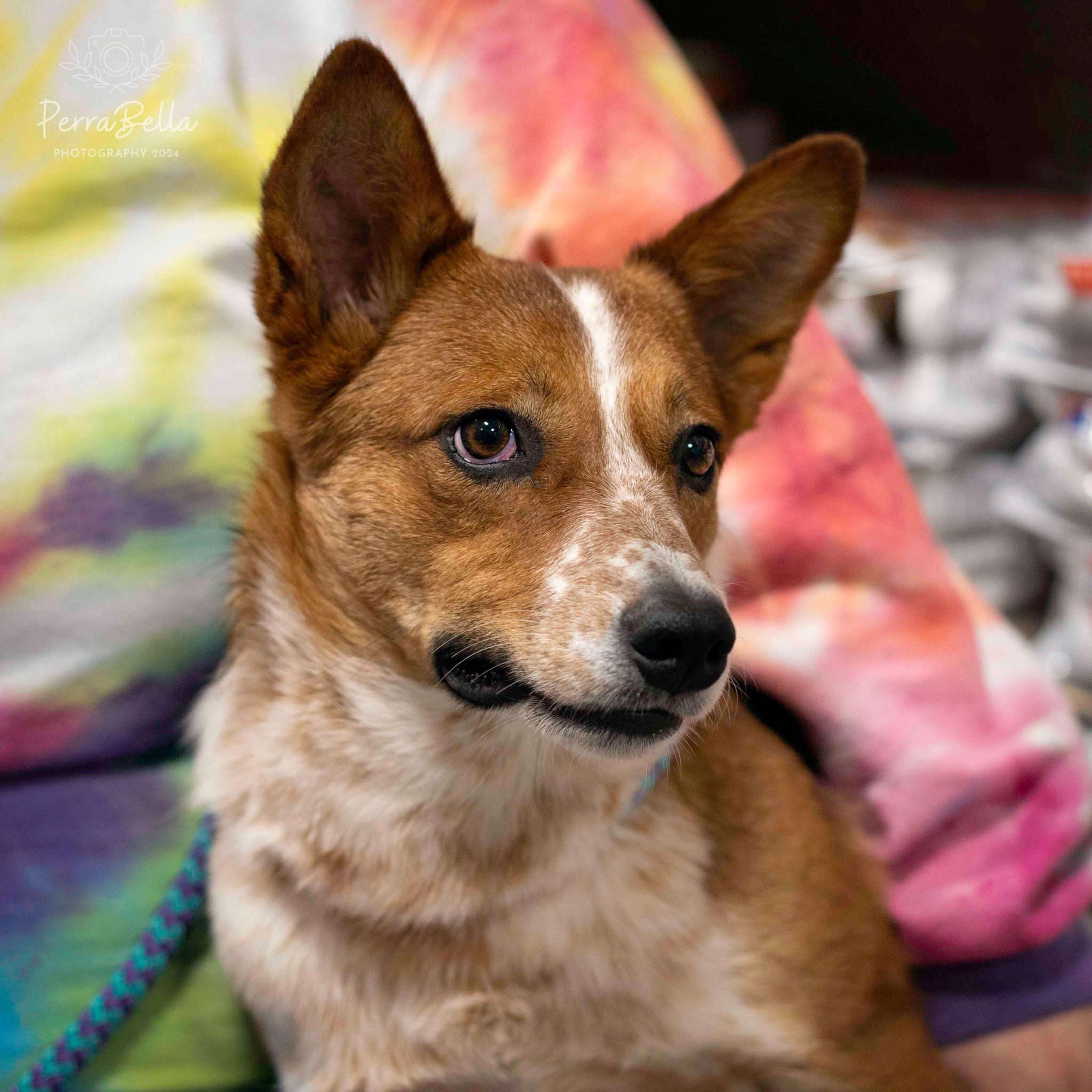 Red Rover, Adoptable, Adult Male Lancashire Heeler.