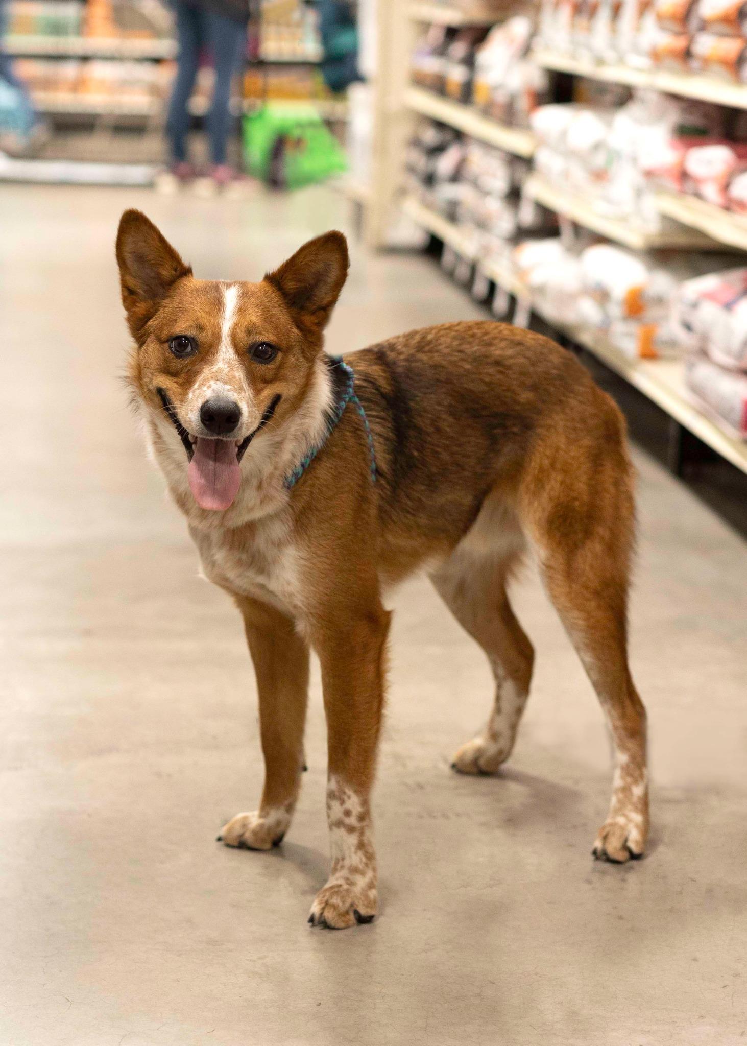 Enlarge Red Rover, a Adoptable Lancashire Heeler in West Richland, WA image 2/6