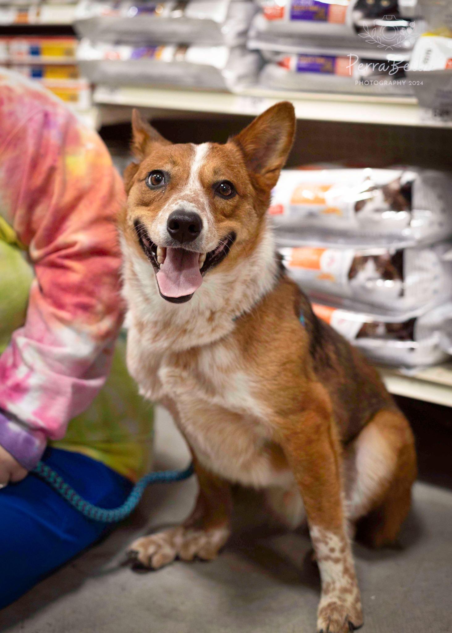 Enlarge Red Rover, a Adoptable Lancashire Heeler in West Richland, WA image 4/6