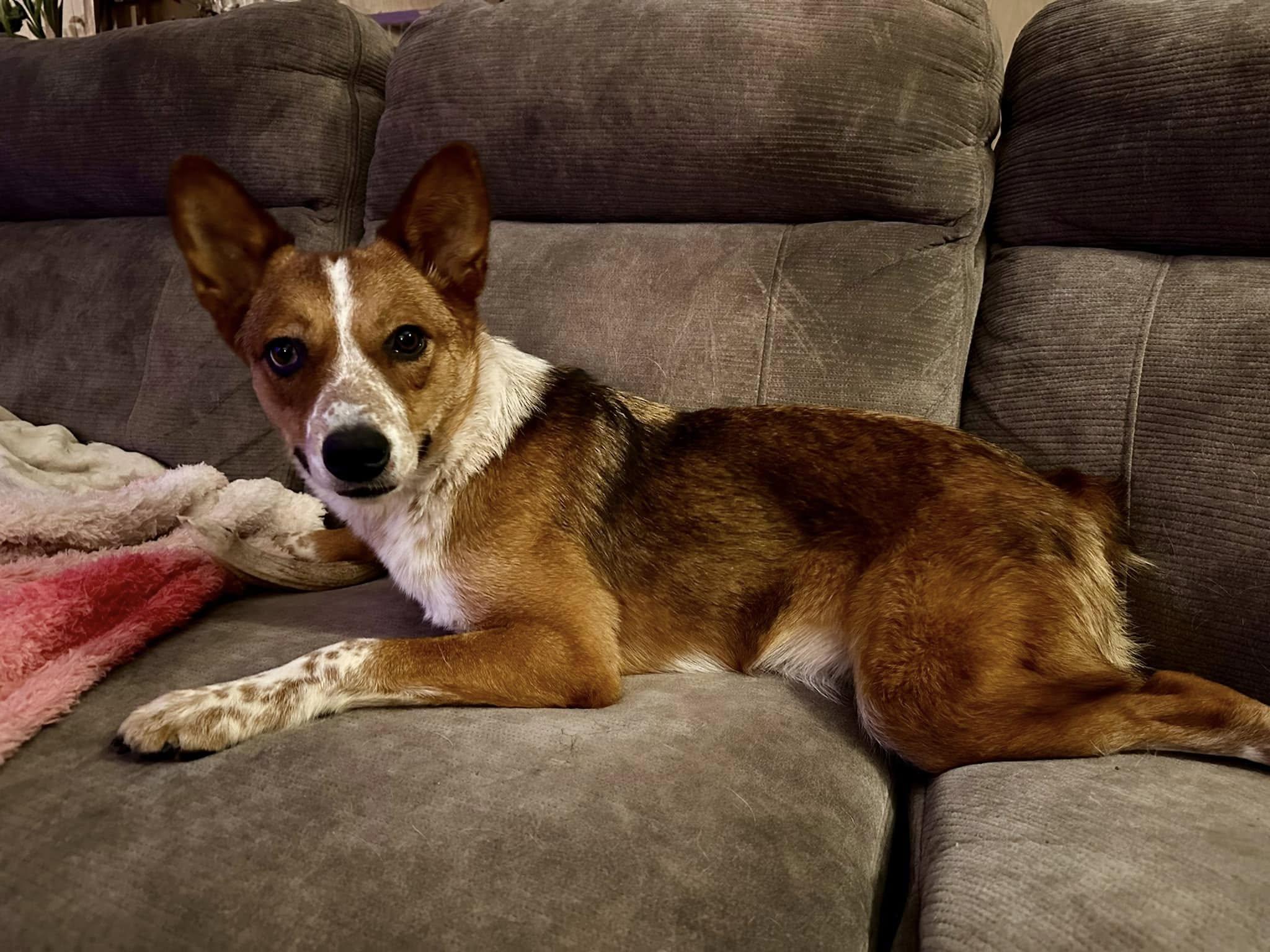 Enlarge Red Rover, a Adoptable Lancashire Heeler in West Richland, WA image 6/6