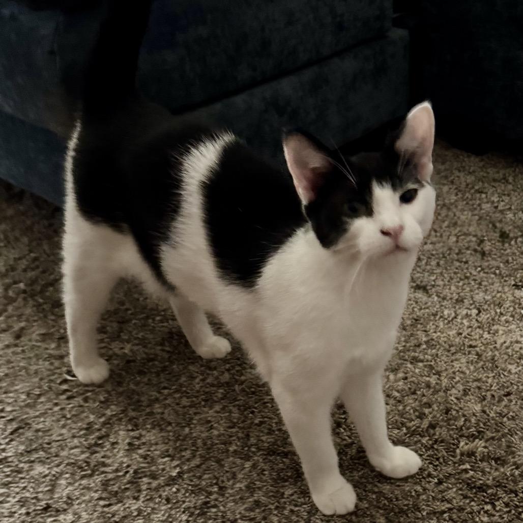 Enlarge Piglet, a Adoptable Domestic Short Hair in Ashland, VA image 1/1