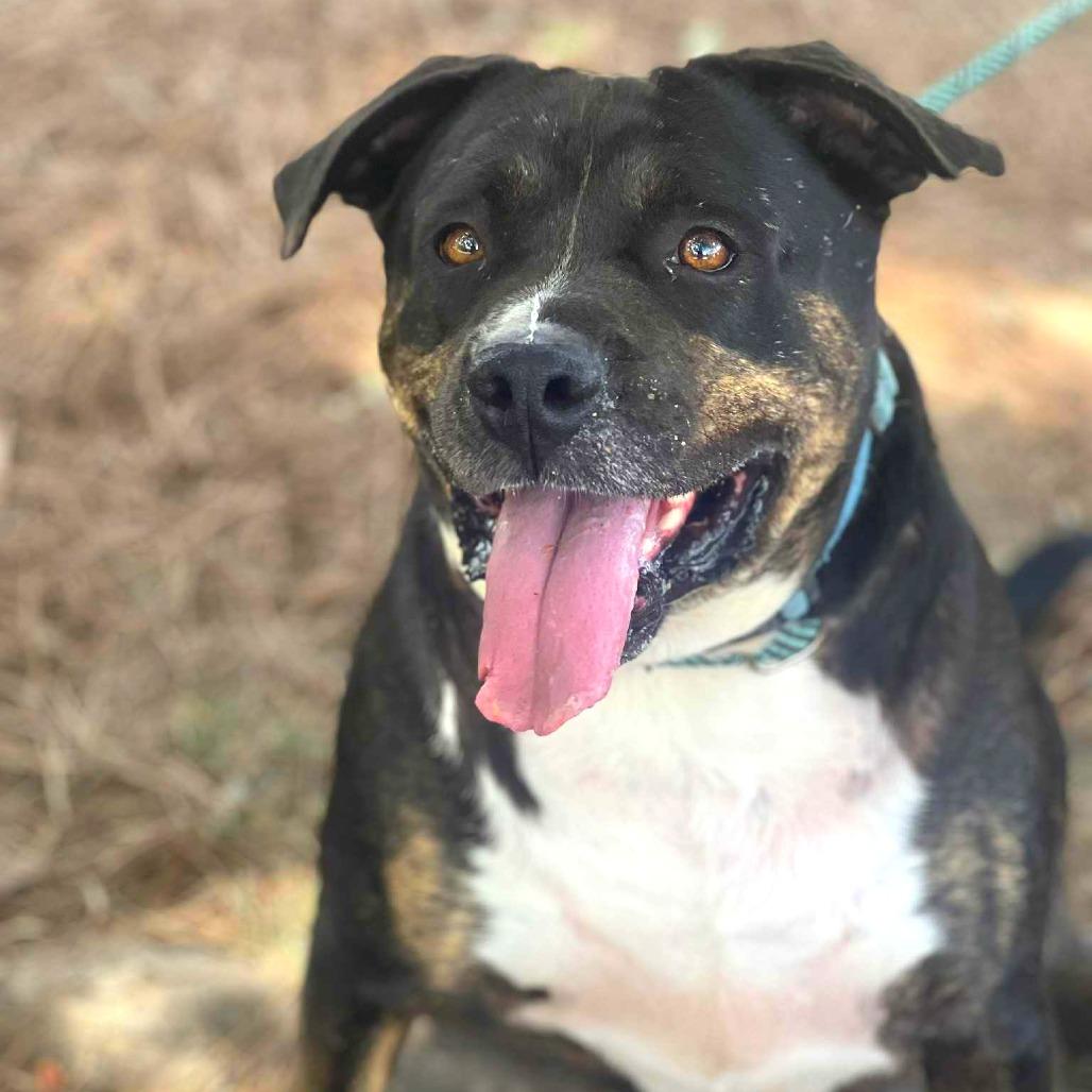 Remington, Adoptable, Adult Male Mixed Breed.