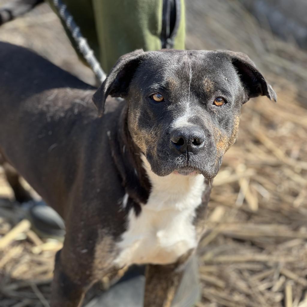 Enlarge Remington, a Adoptable Mixed Breed in Huntington, WV image 3/6