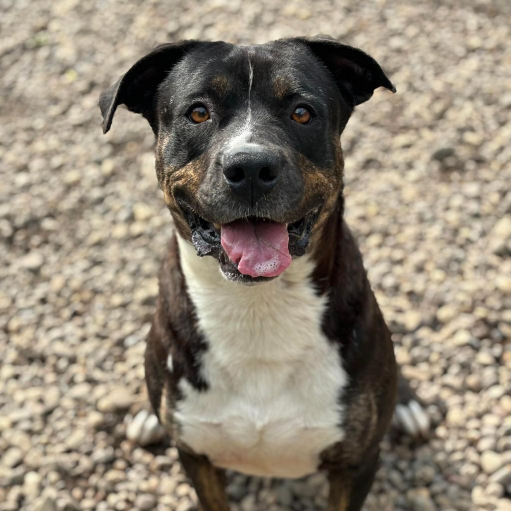 Enlarge Remington, a Adoptable Mixed Breed in Huntington, WV image 5/6