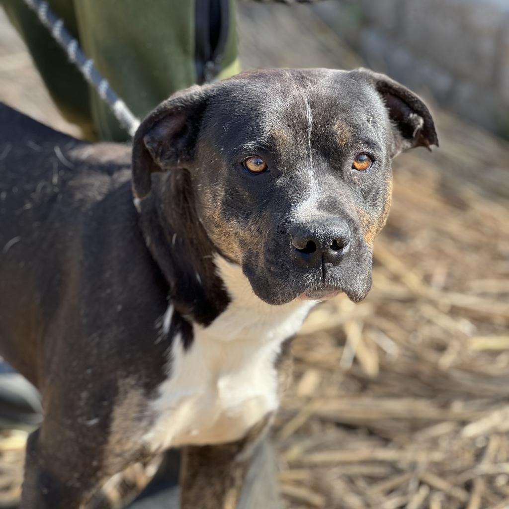 Enlarge Remington, a Adoptable Mixed Breed in Huntington, WV image 6/6