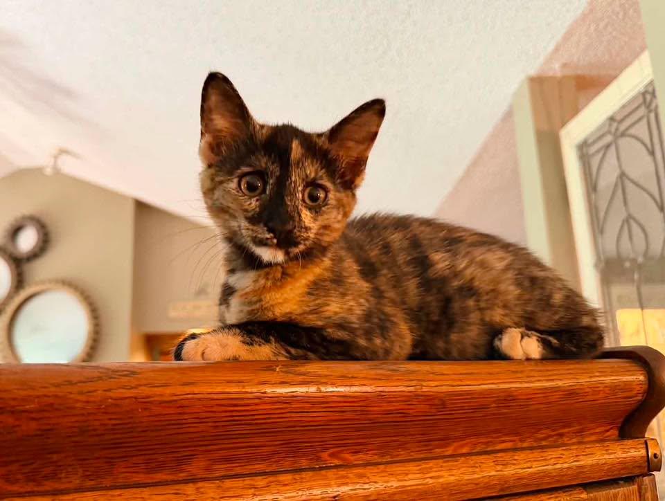 PEANUT BUTTER and JELLY, Adopted, Kitten Female Tortoiseshell.