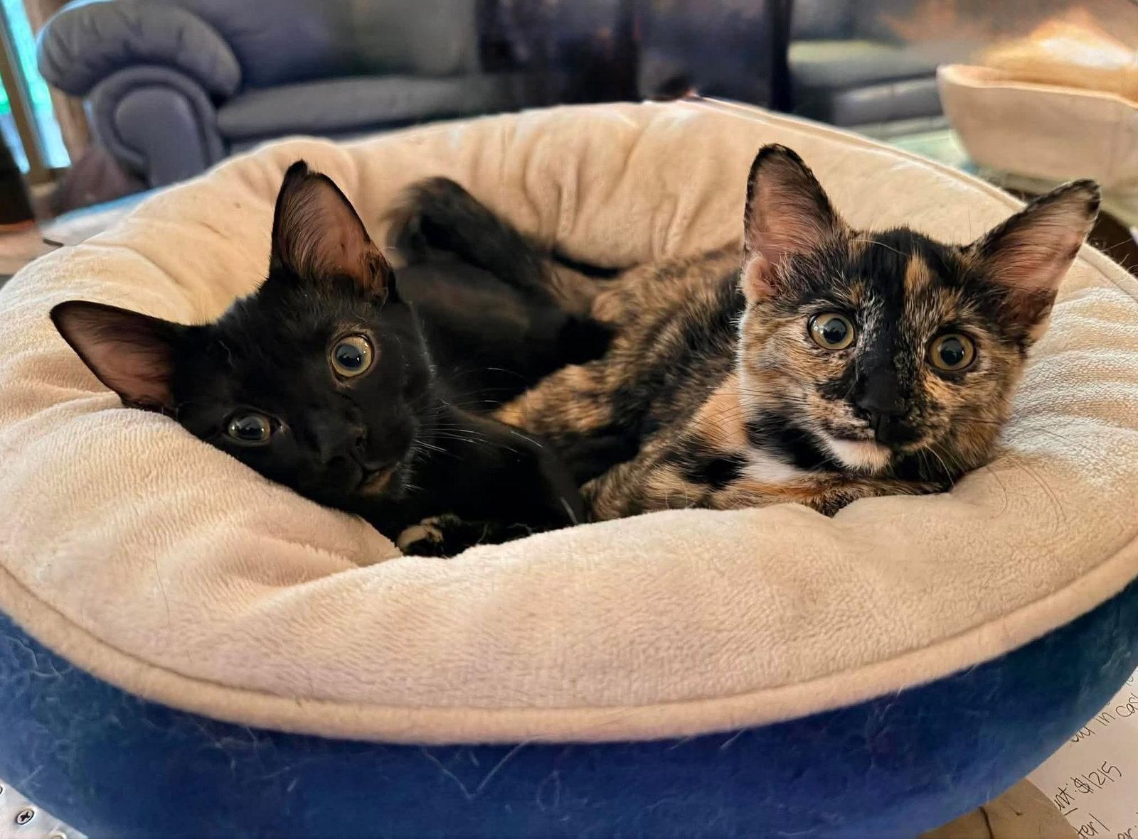 PEANUT BUTTER and JELLY, a Adopted Tortoiseshell in Capshaw, AL image 2/3