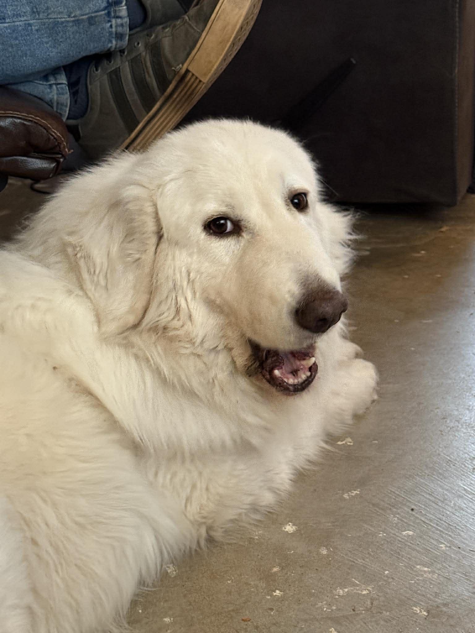 Enlarge Emmie , a ADOPTABLE Great Pyrenees in Kiowa, OK image 3/6