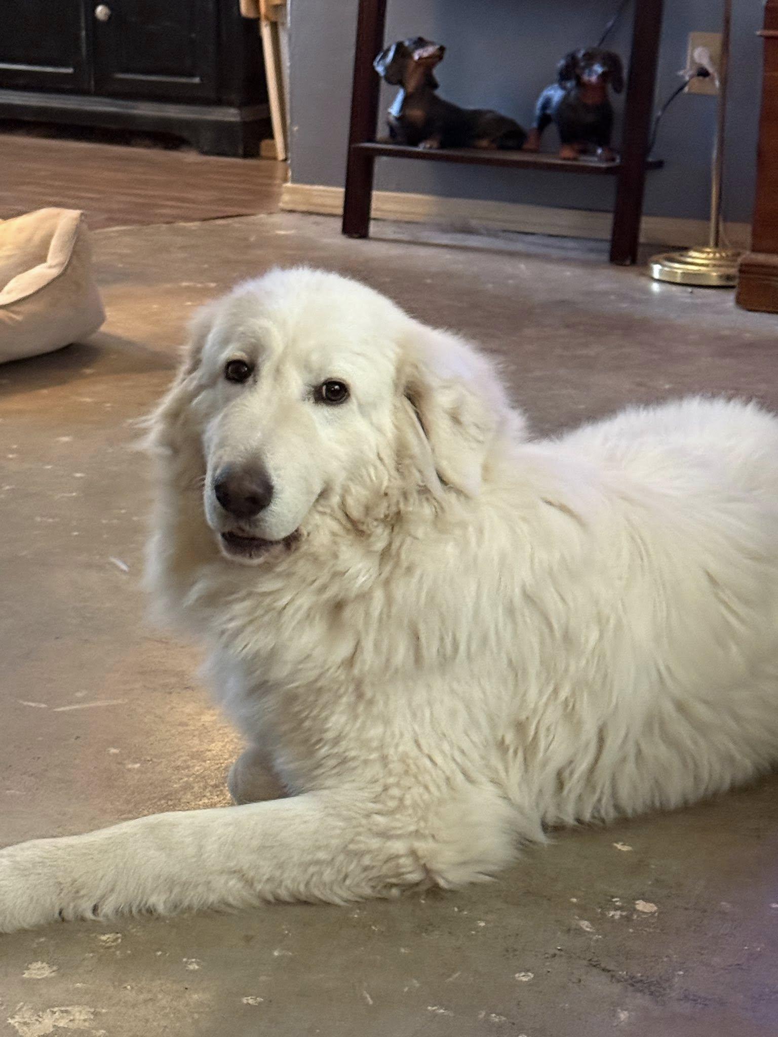 Enlarge Emmie , a ADOPTABLE Great Pyrenees in Kiowa, OK image 1/6