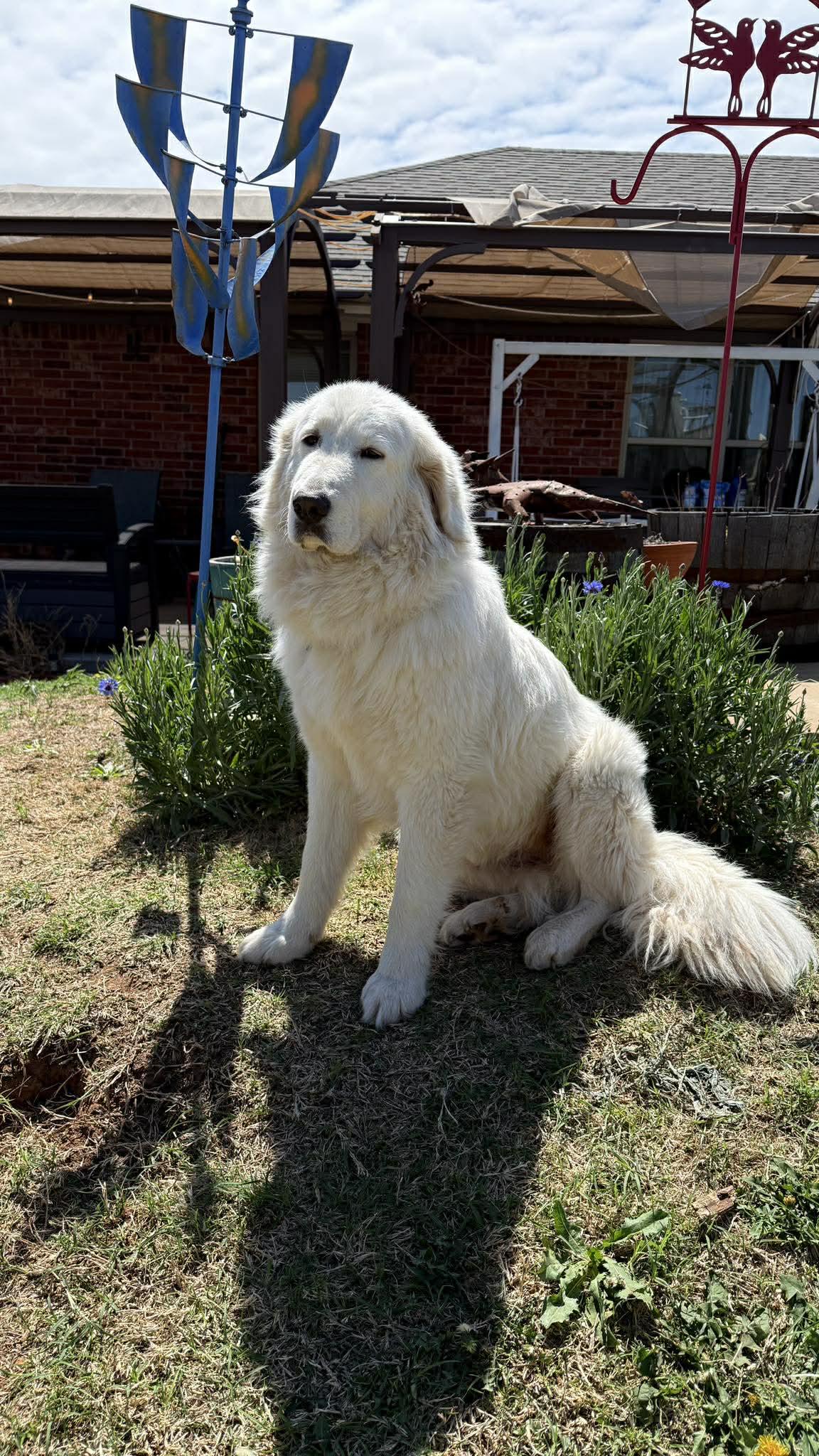 Enlarge Emmie , a ADOPTABLE Great Pyrenees in Kiowa, OK image 6/6