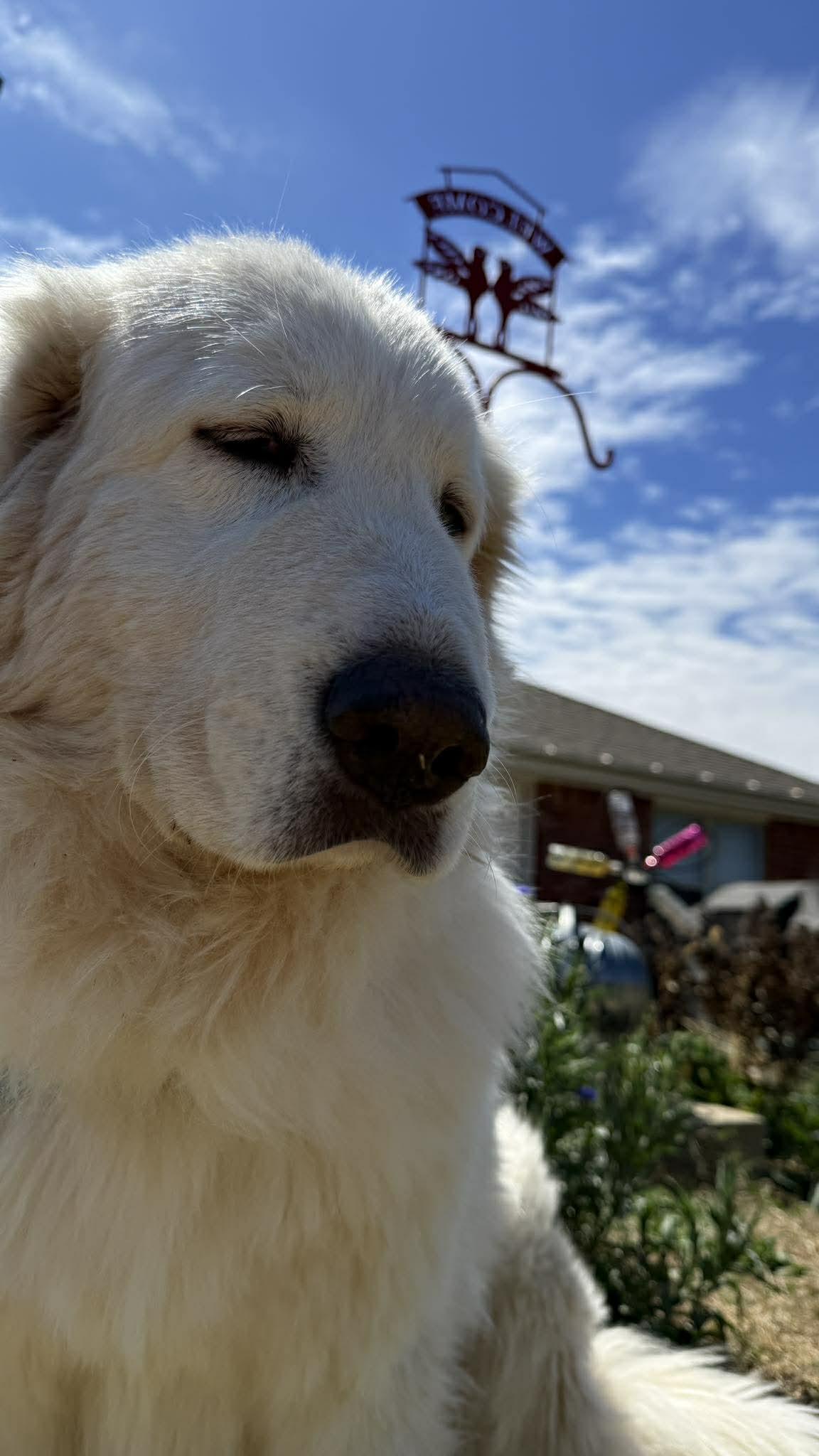 Enlarge Emmie , a ADOPTABLE Great Pyrenees in Kiowa, OK image 2/6
