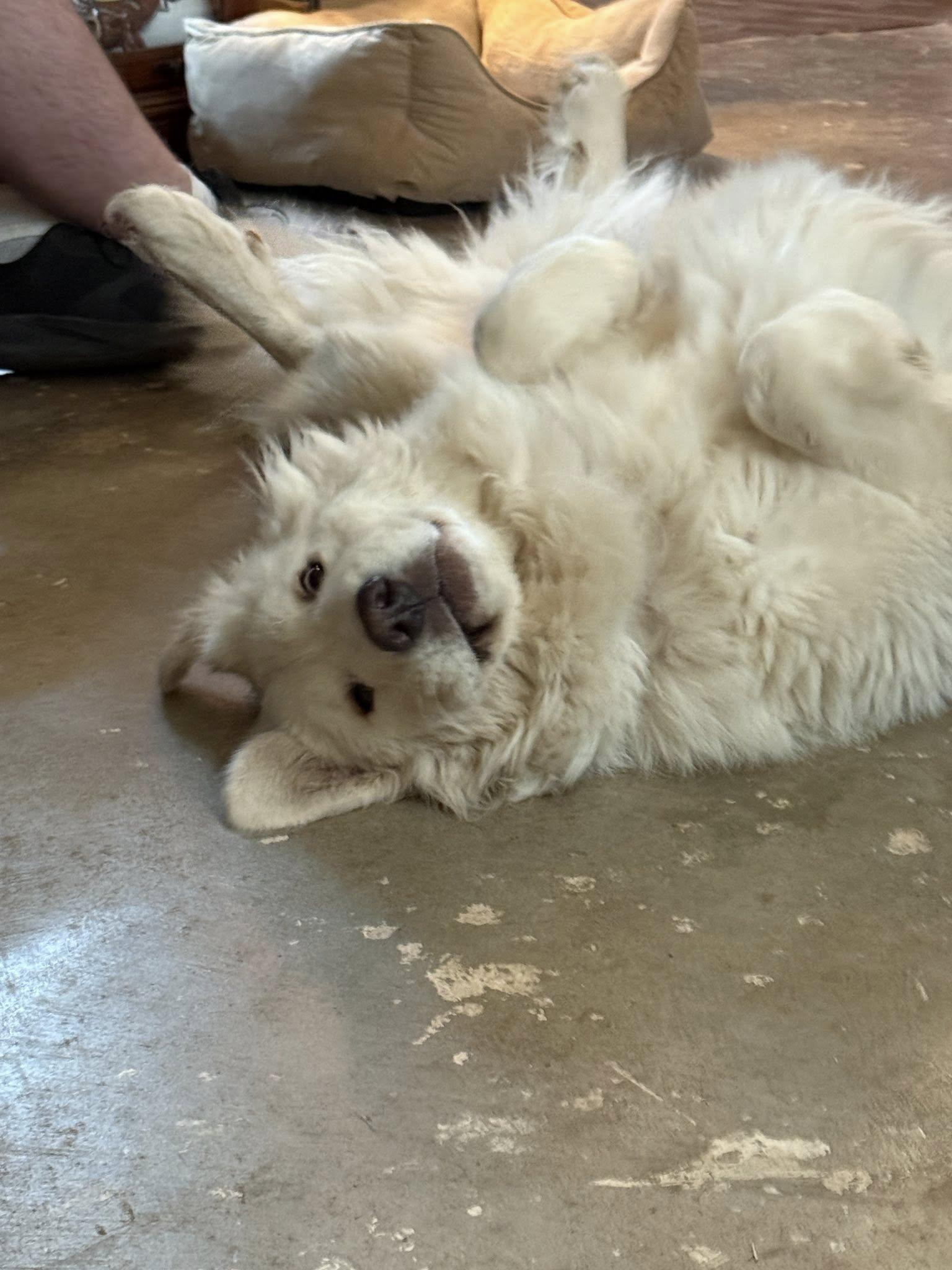 Enlarge Emmie , a ADOPTABLE Great Pyrenees in Kiowa, OK image 4/6