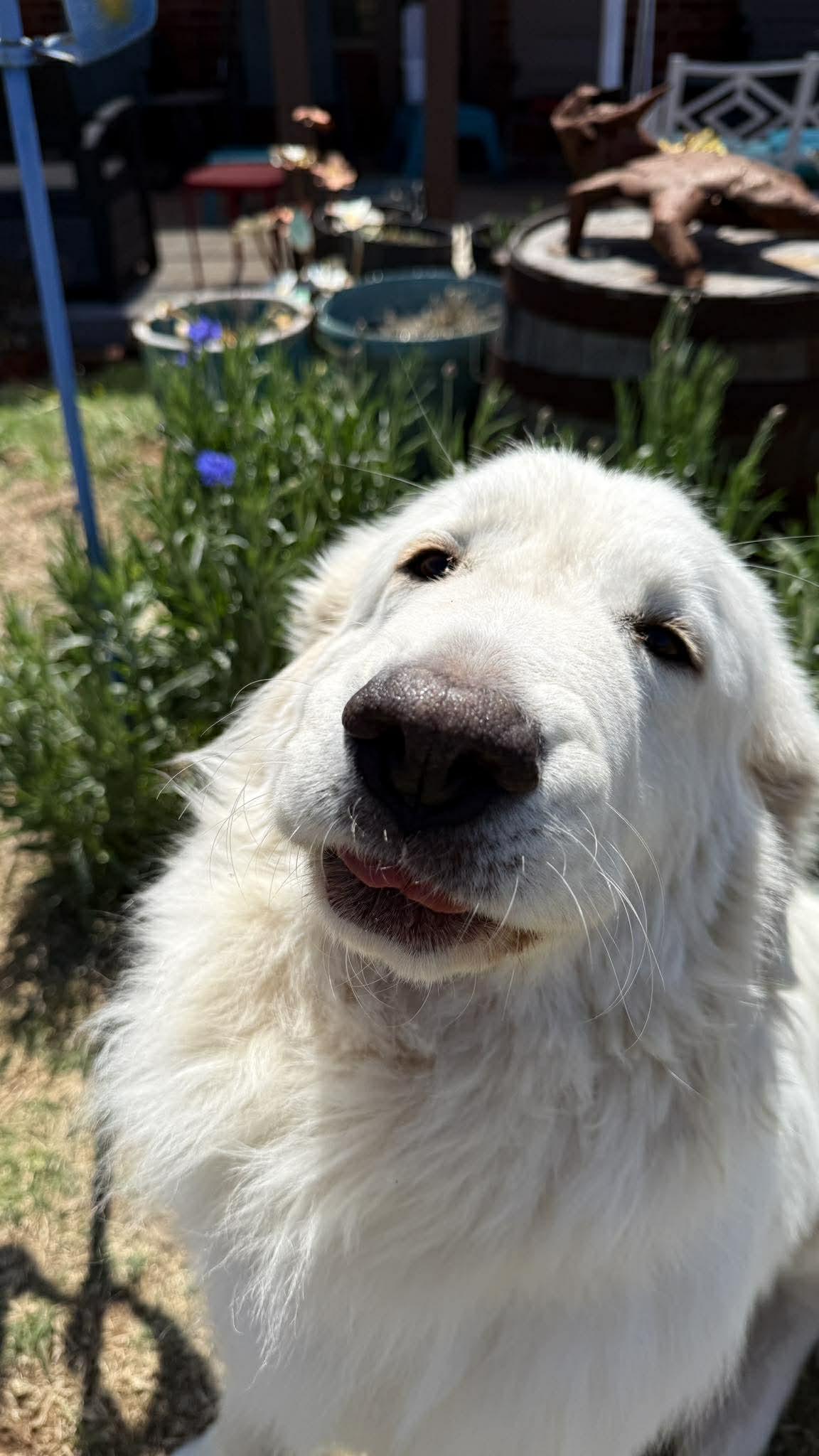 Enlarge Emmie , a ADOPTABLE Great Pyrenees in Kiowa, OK image 5/6