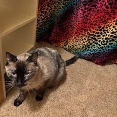 Marbella thumbnail 3