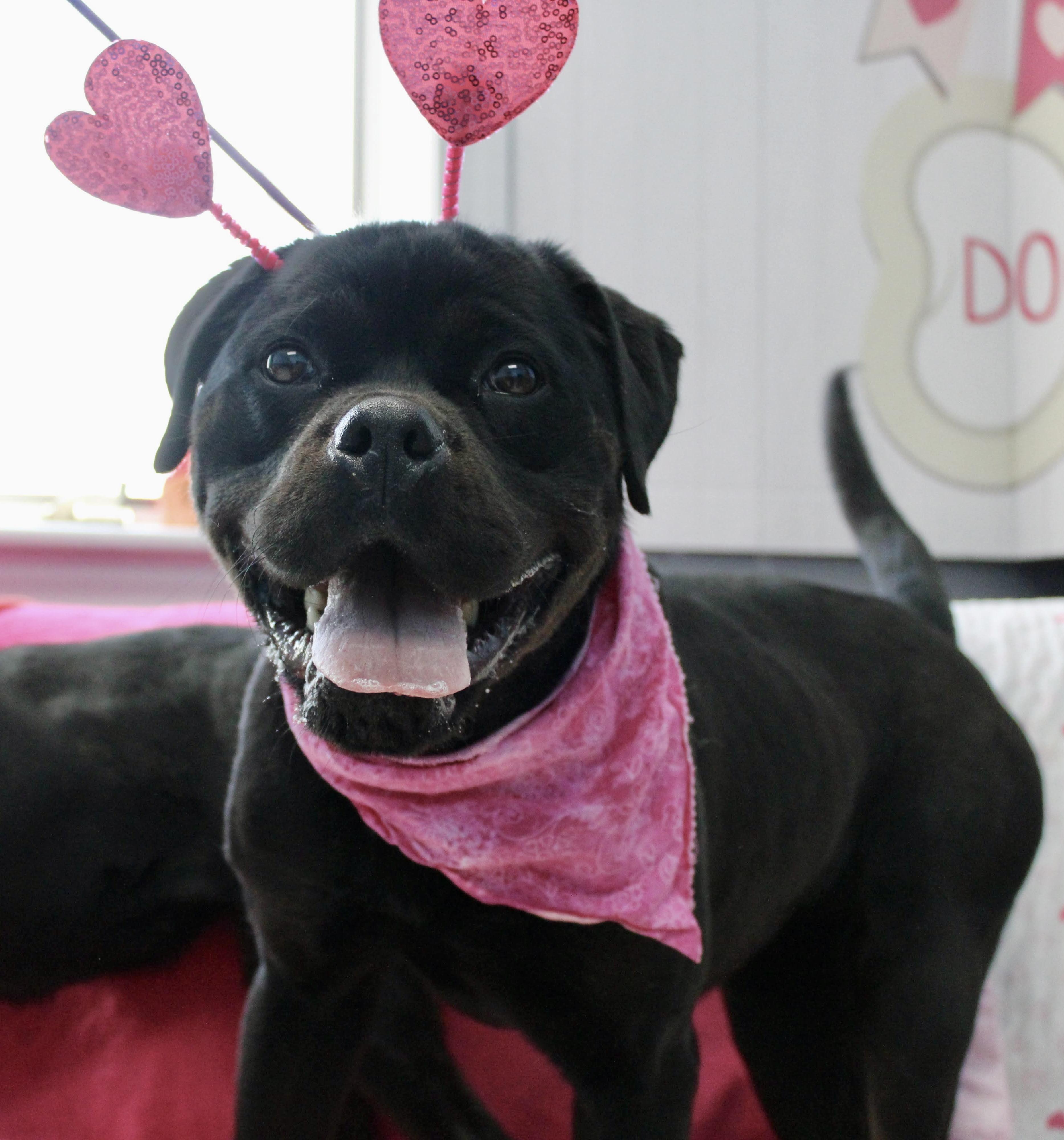 Enlarge Maple, a ADOPTABLE mixed breed in Culpeper, VA image 1/4