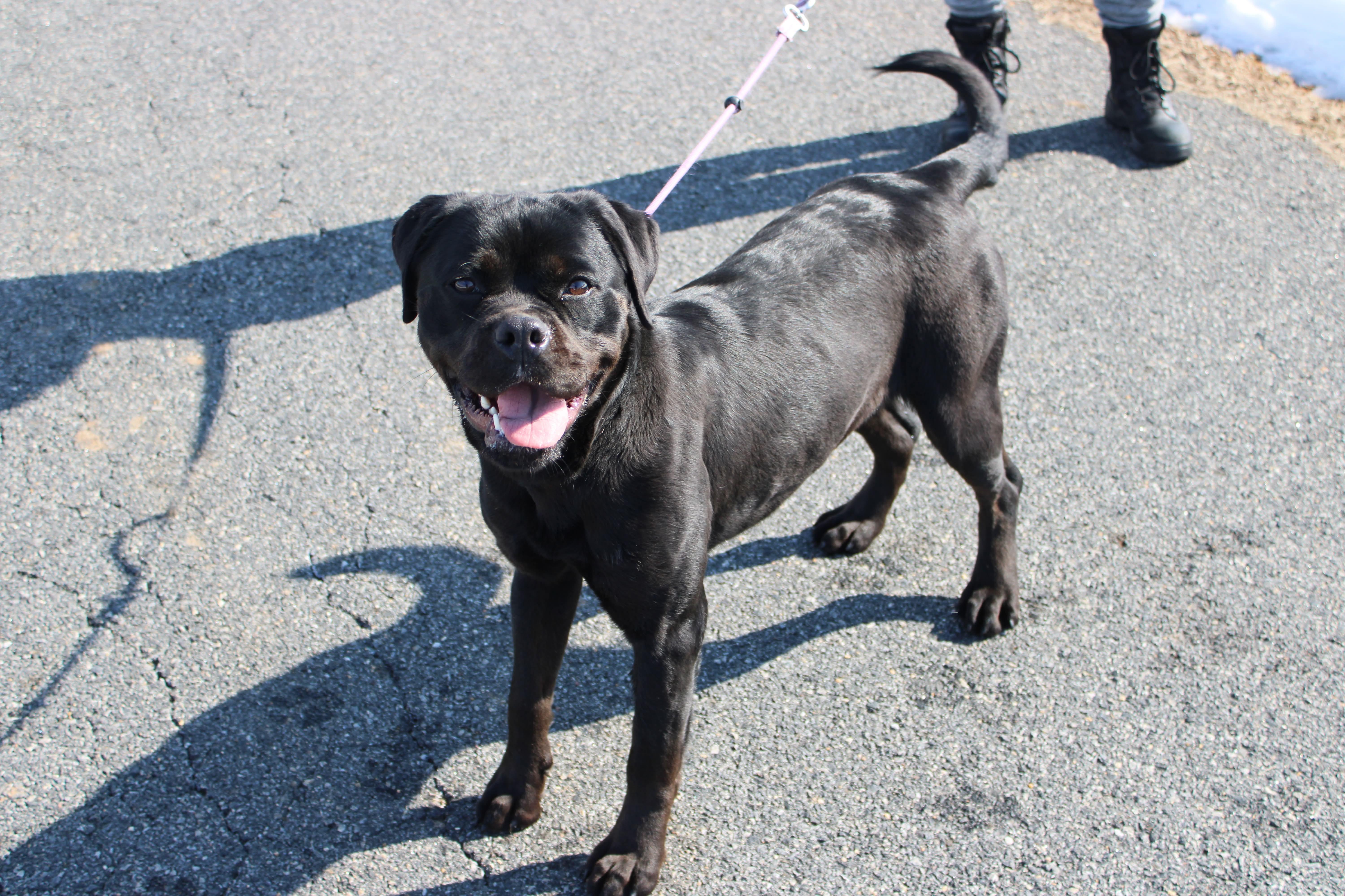 Enlarge Maple, a ADOPTABLE mixed breed in Culpeper, VA image 4/4