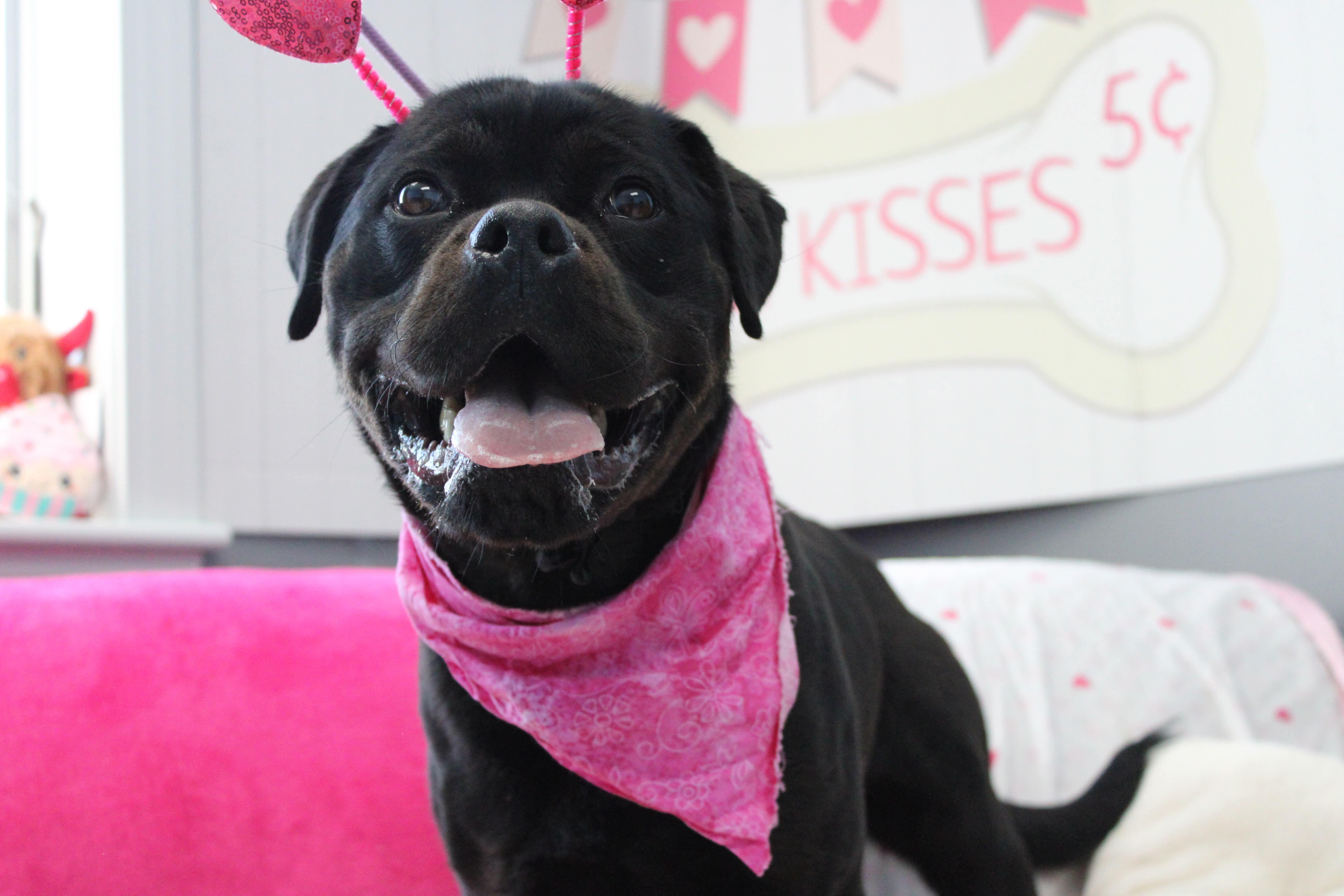 Enlarge Maple, a ADOPTABLE mixed breed in Culpeper, VA image 3/4