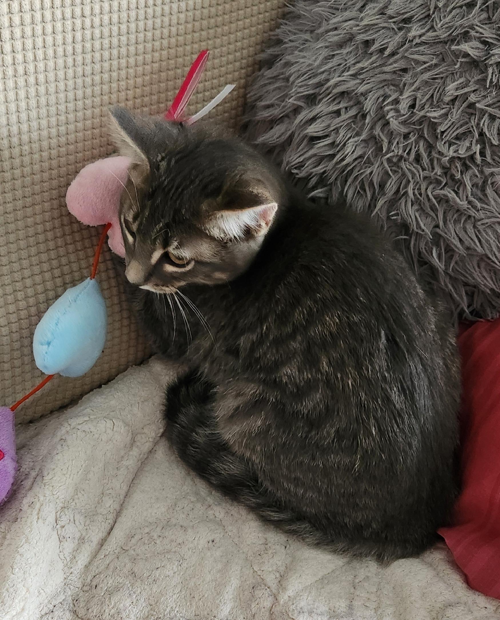 Oscar, ADOPTABLE, Kitten Male Tabby & Domestic Short Hair.