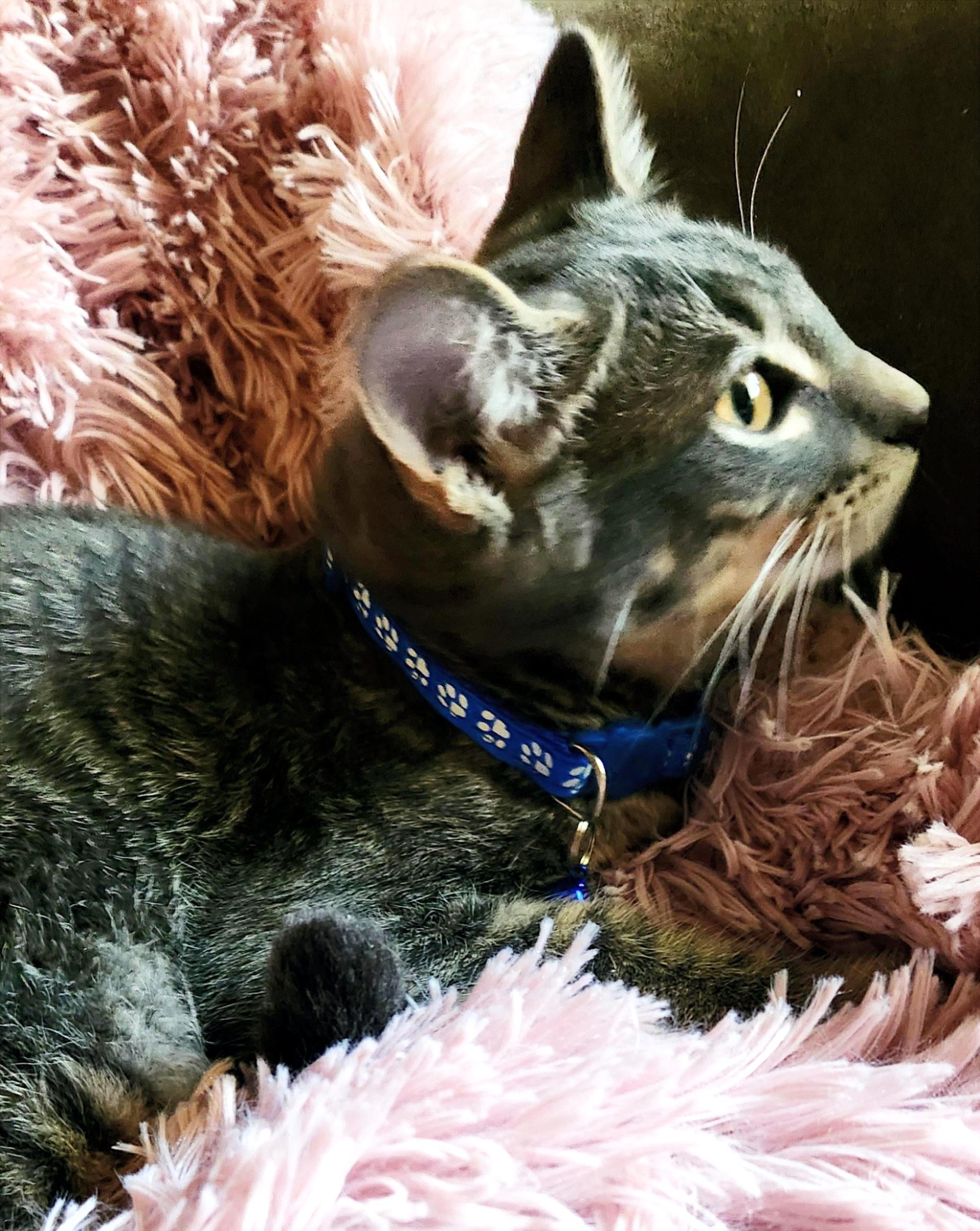 Oscar, a ADOPTABLE mixed breed in Lombard, IL image 2/3