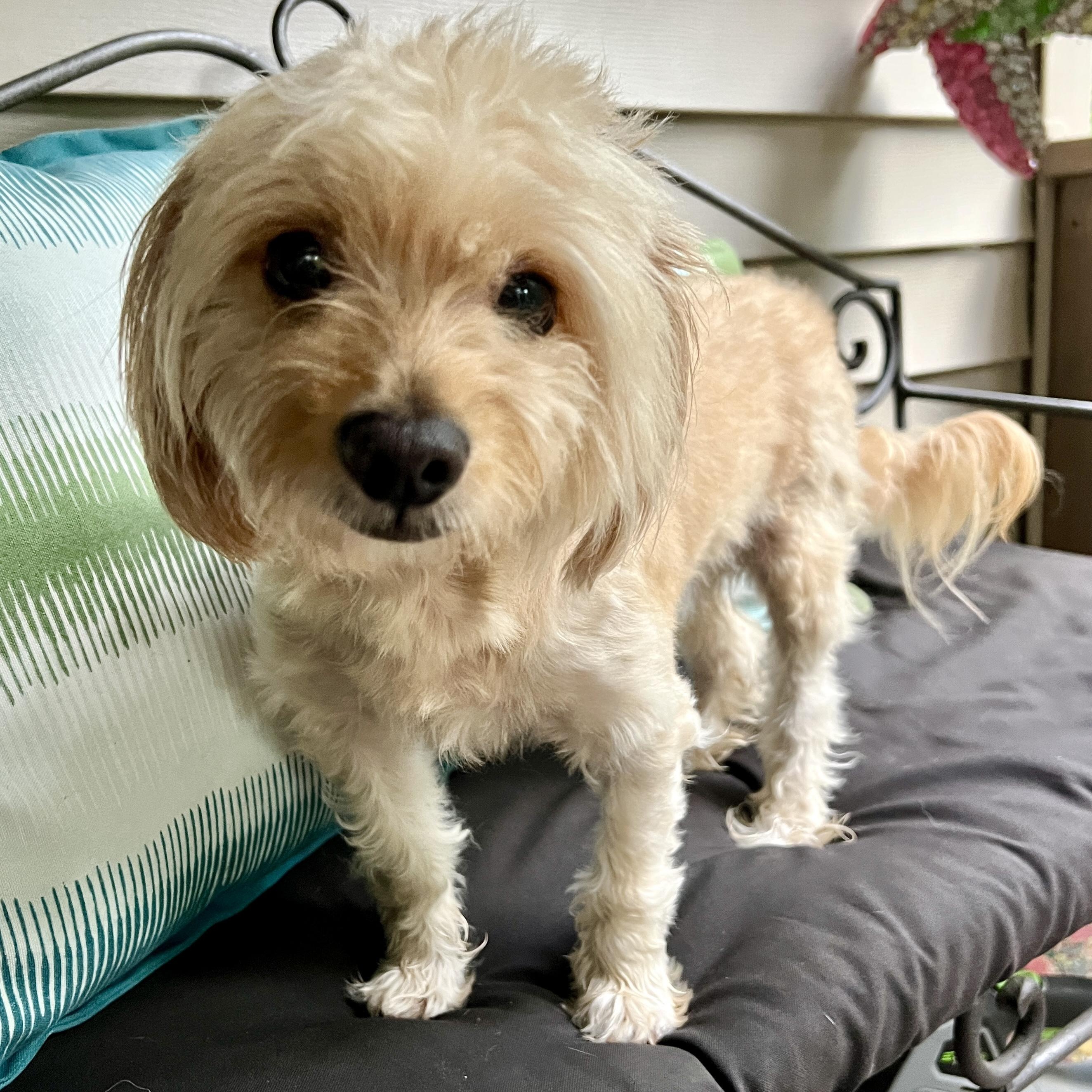 Bernie, an adoptable mixed breed in High Point, NC image 2/4